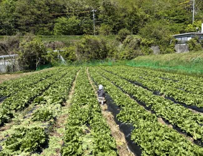🥕🍅食育活動🌽🥒
